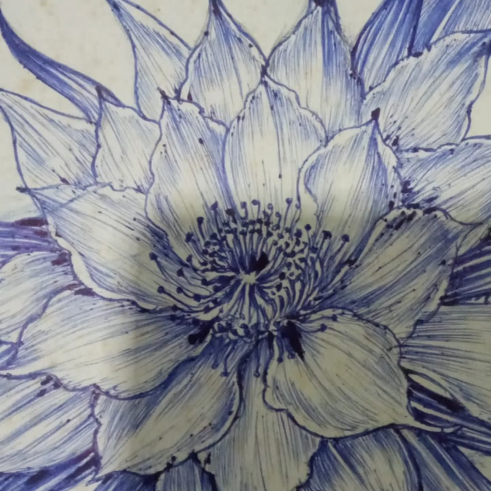 Kadupul flower sketch by mikefndo
